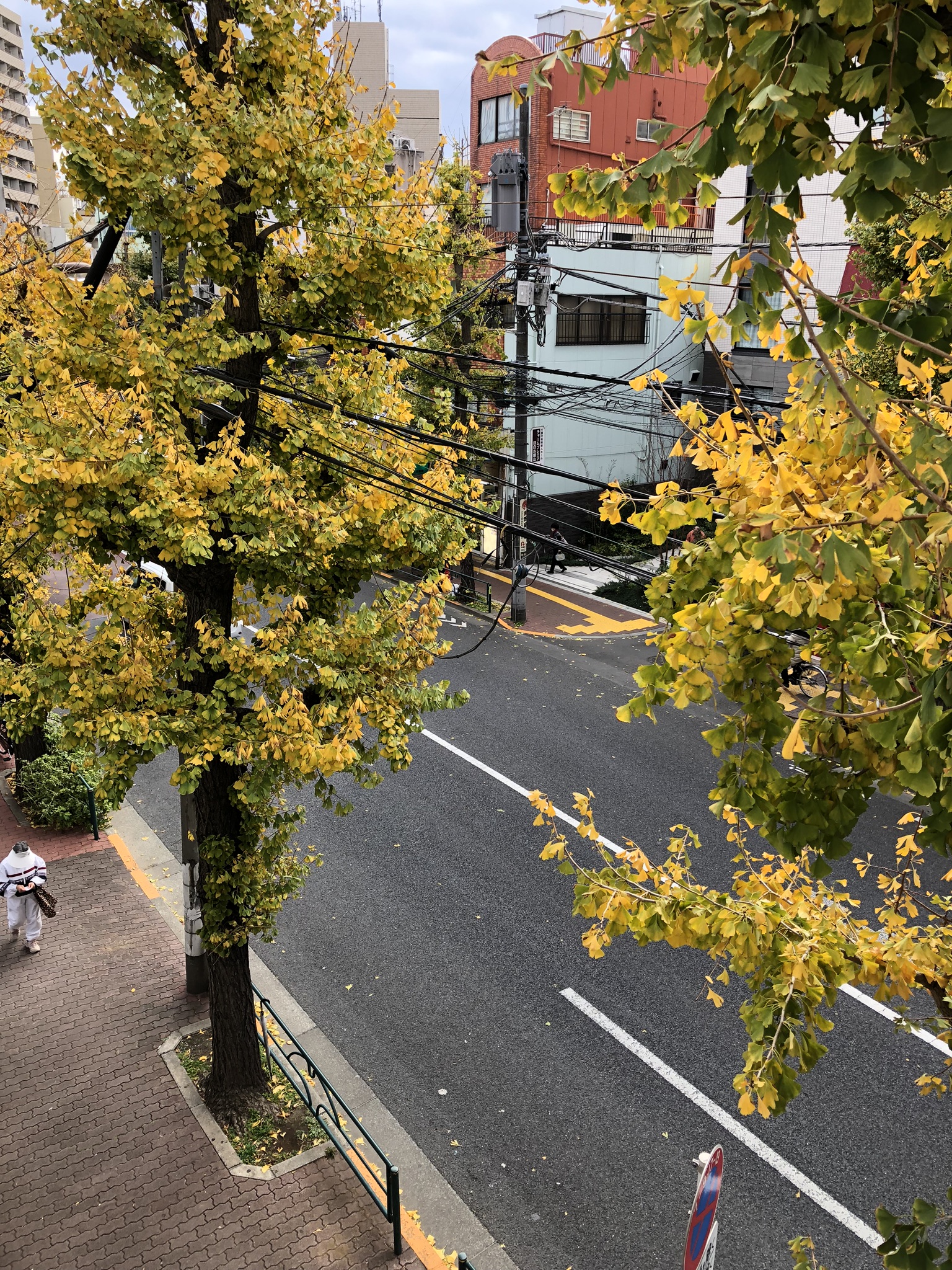 目白通り銀杏が紅葉中